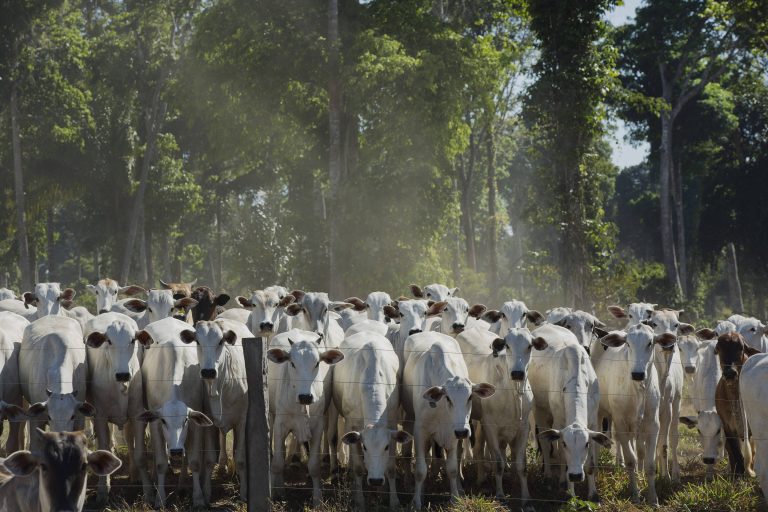 Agro pede socorro a Haddad por crise causada pela guerra - 19/03/2026 - Economia
