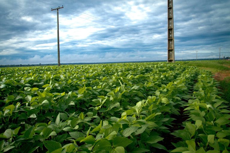 Agronegócio tenta crédito para renegociar R$ 180 bi - 19/05/2026 - Economia