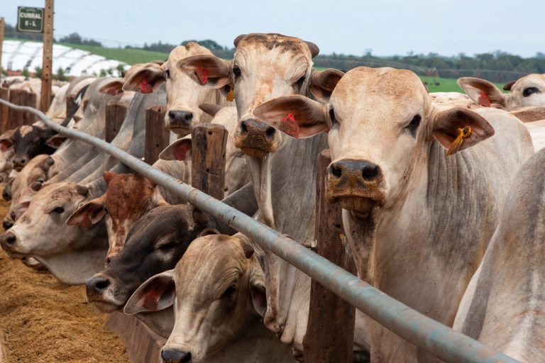 Carne: UE veta importação do Brasil a partir de setembro - 12/05/2026 - Economia